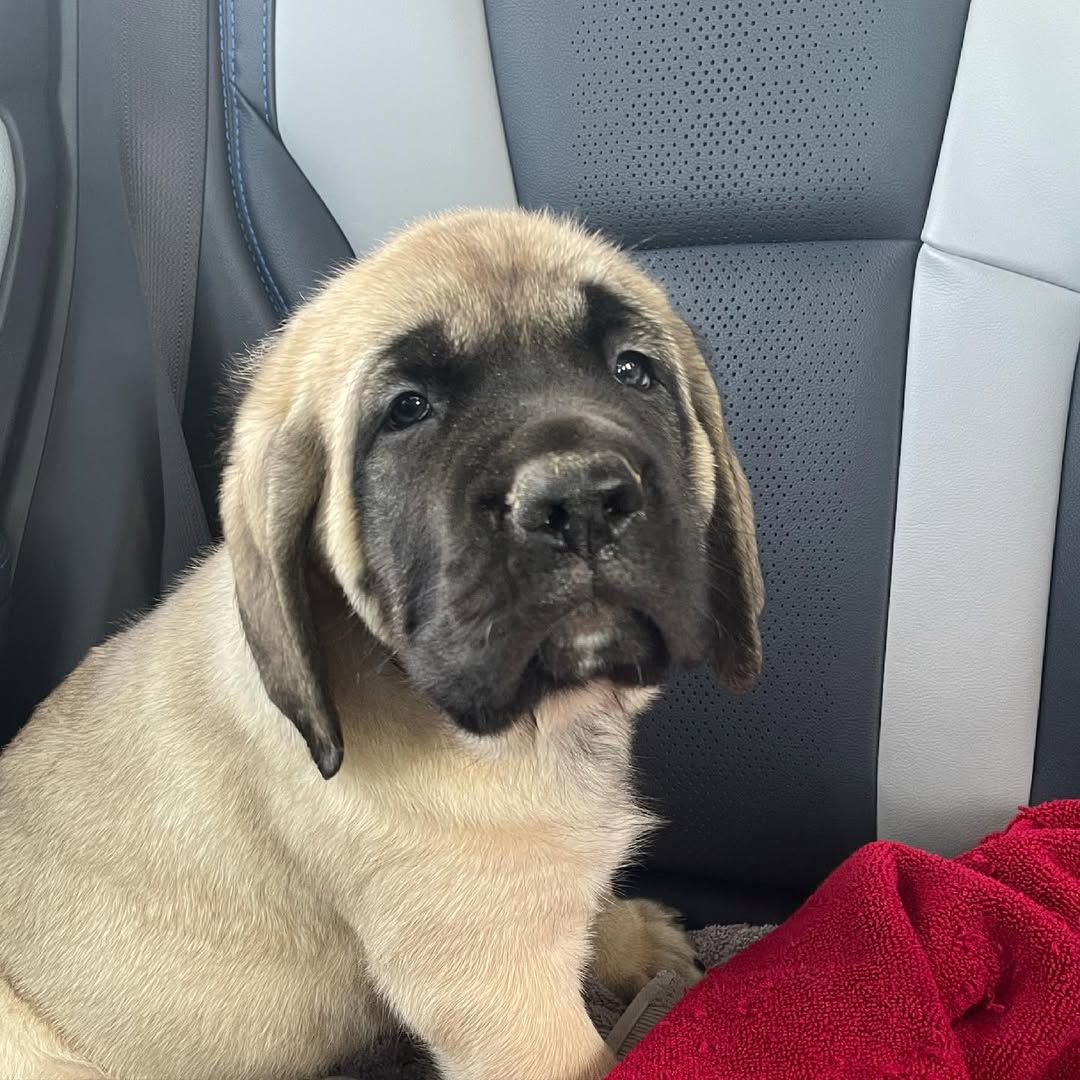 I’m Larry 21# at #8weeksold #dayone #englishmastiffpuppies #englishmastiffsofinstagram #englishmastiffs #gentlegiant #mastiff